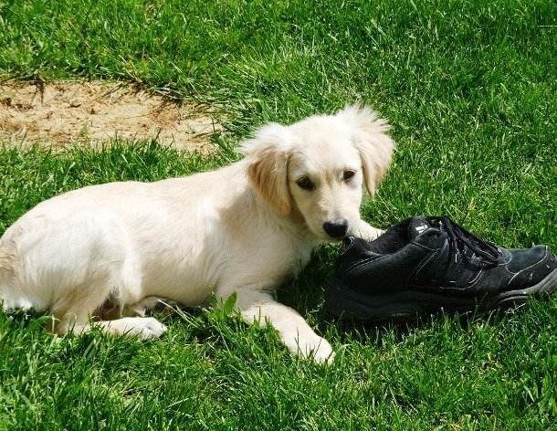 Chewed-up shoes