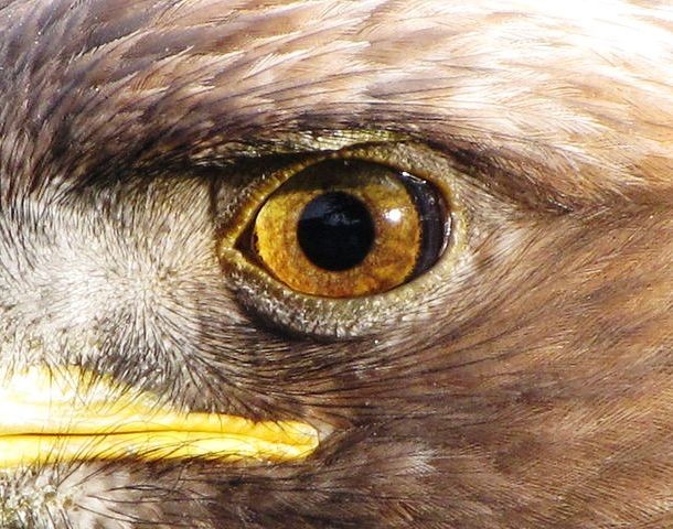 Eagles’ eye