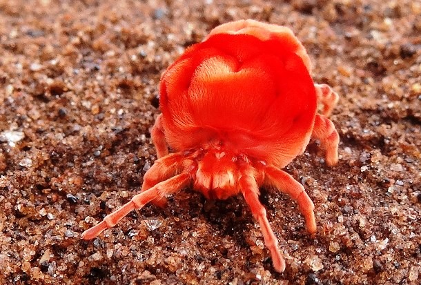 25 Amazing Red Animals You Need To See To Believe