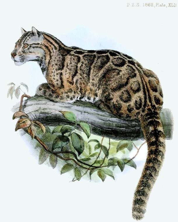 Formosan Clouded Leopard