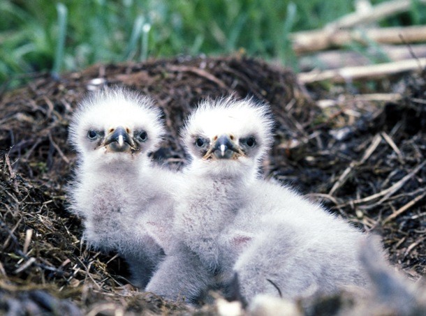 young eagles