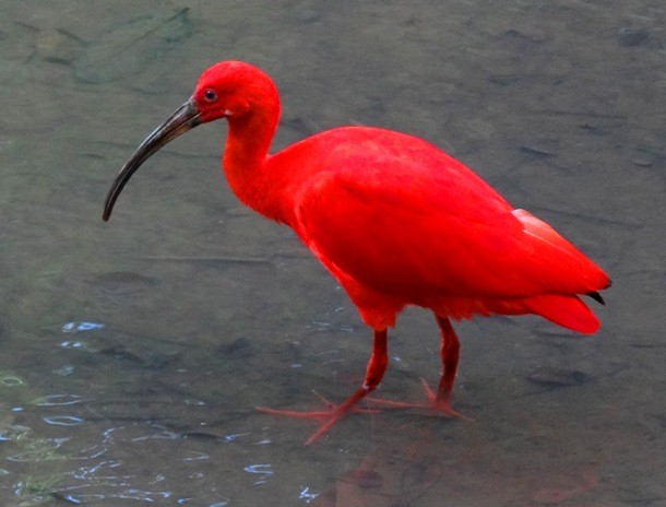 25 Amazing Red Animals You Need To See To Believe