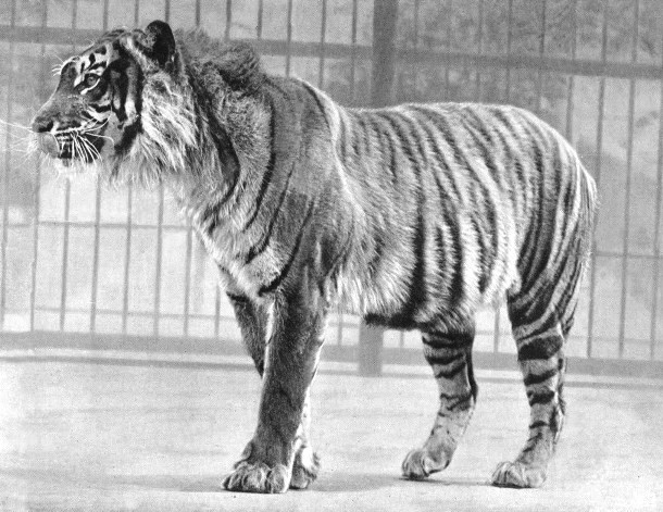 Javan Tiger