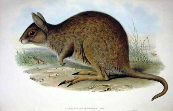 Eastern Hare Wallaby