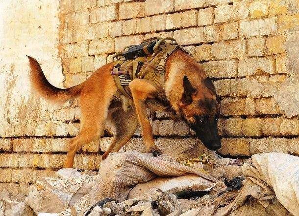 Search & Rescue Dog