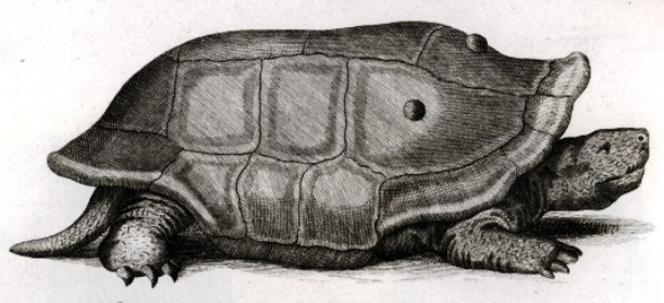 Reunion Giant Tortoise