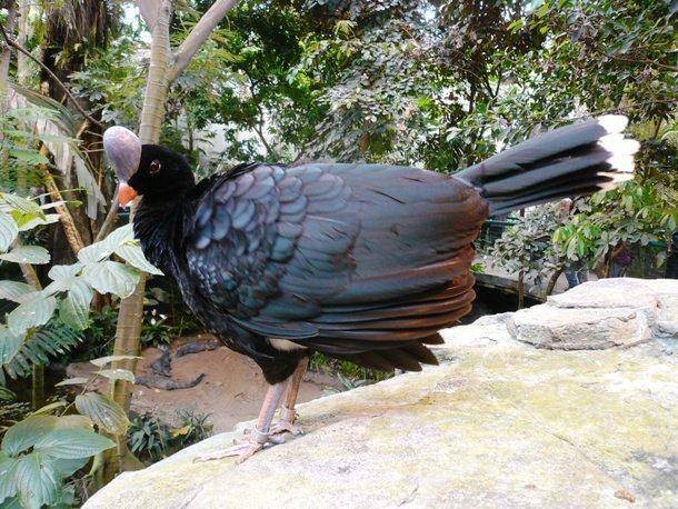 Horned Curassow 