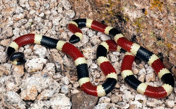 Sonoran coral snake