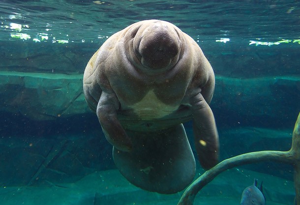 Manatee in a clear pool of water