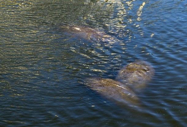 Manatees swimming in warm waters from a power plant