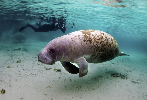 Scarred manatee swimming with diver
