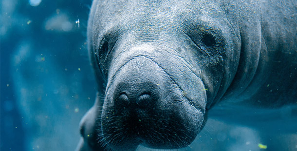 Close-up facts about manatees, a type of seal