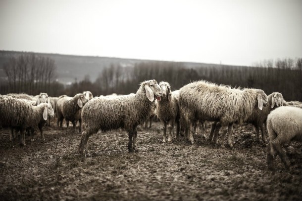black-and-white-animals-sheep-flock