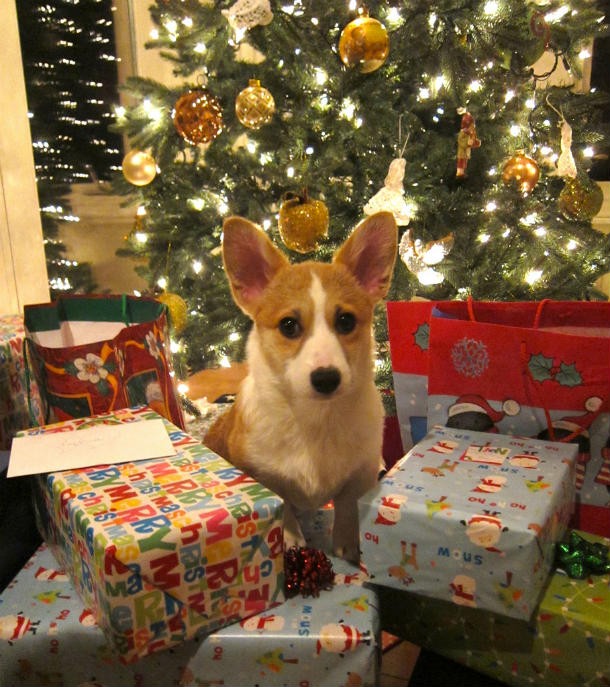 dog-christmas-gifts