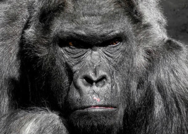 gorilla-monkey-ape-zoo