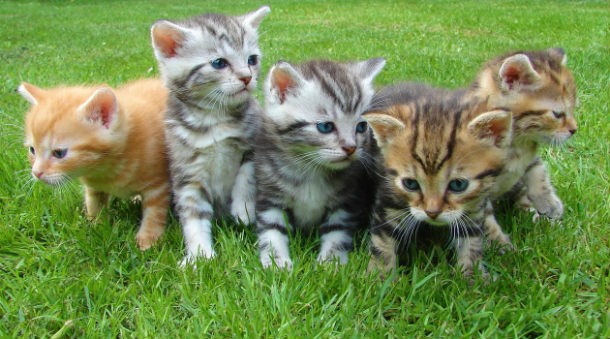 kittens-cat