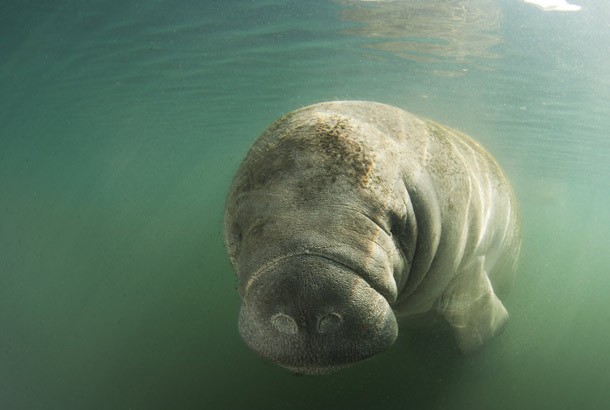 manatee from murky waters