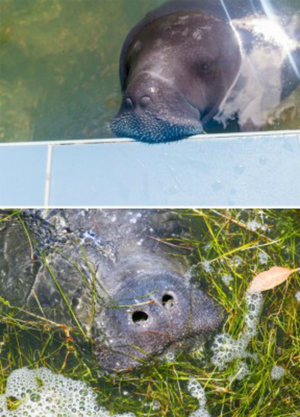 manatees-showing-off-their-noses