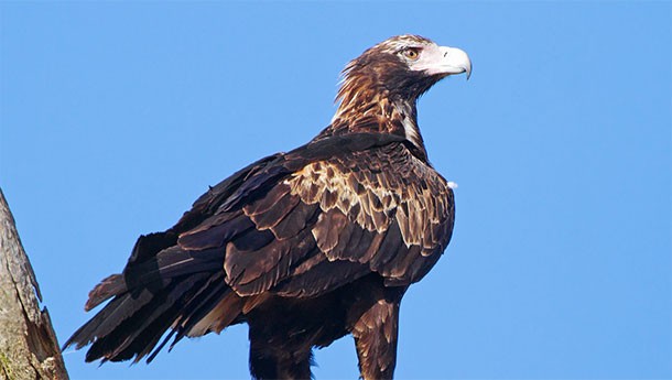Wedge Tailed Eagles