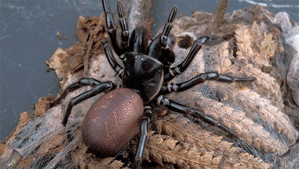 Funnel web spiders