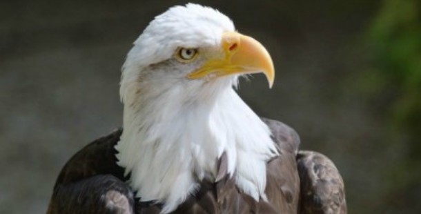 A close up of a eagles