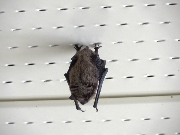 sleeping bat