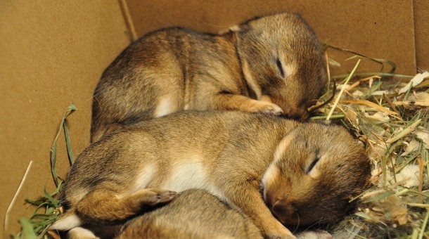 sleeping bunnies