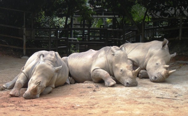 sleeping rhinos
