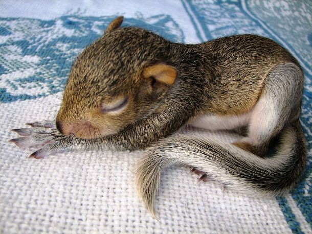sleeping squirrel