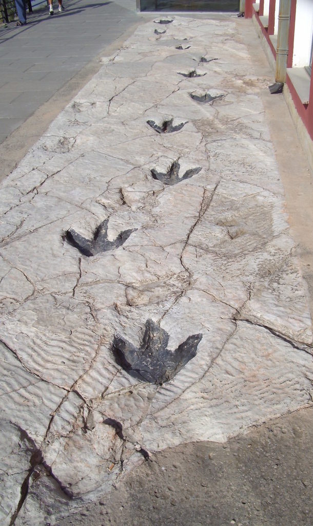 Reproduction_of_Dinosaur_Footprints_in_Science_Museum_in_Logroño (1)