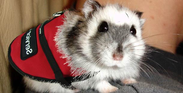 25 of the strangest pets to be used as service animals