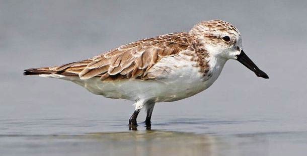 25 Of The Rarest Birds You Might Have Never Seen