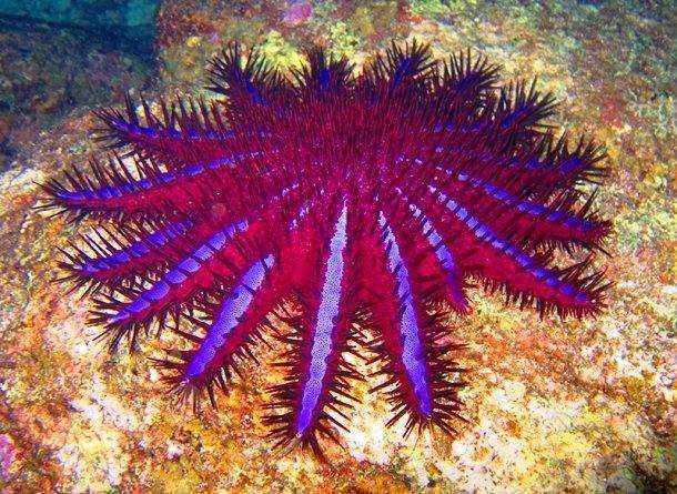 Crown-of-Thorn Starfish
