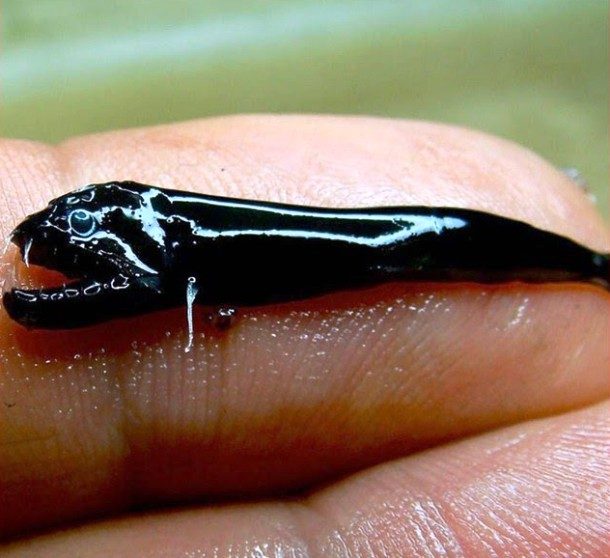Scaleless Blackfish 