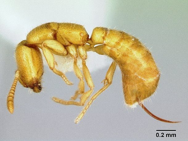 Dracula Ant