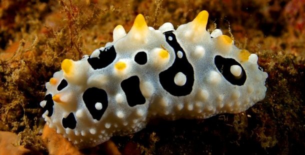A sea creatures cucumber with black and white spots