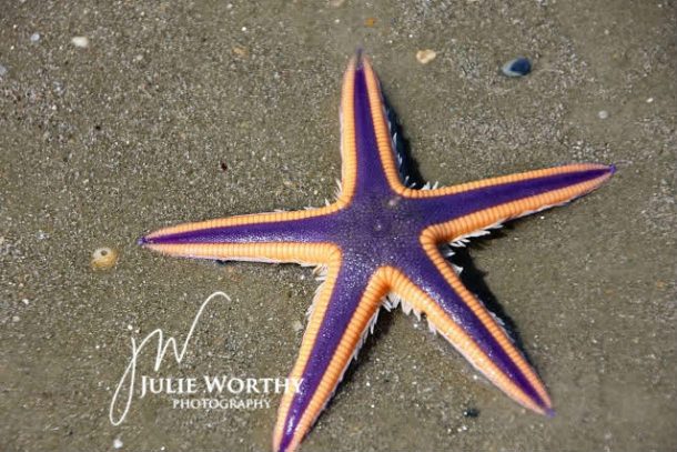 Julie Worthy starfish