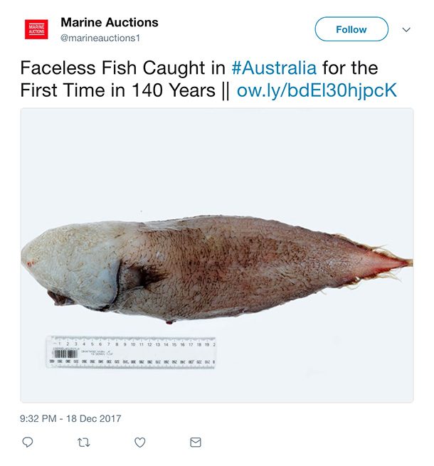 faceless fish