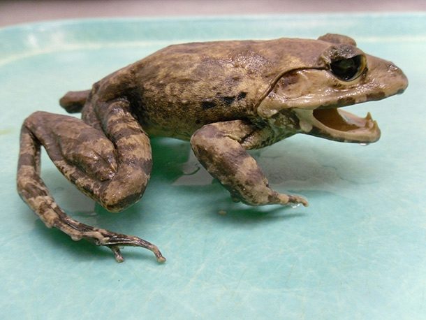 fanged frog