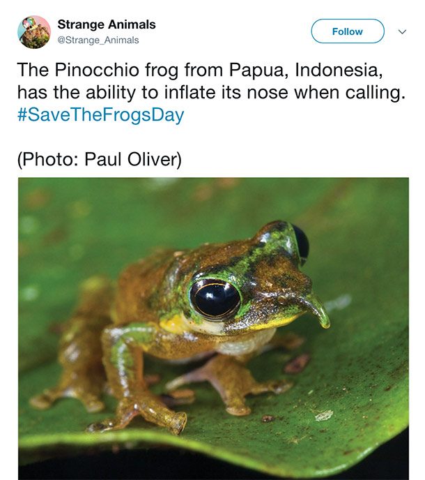 pinocchio frog