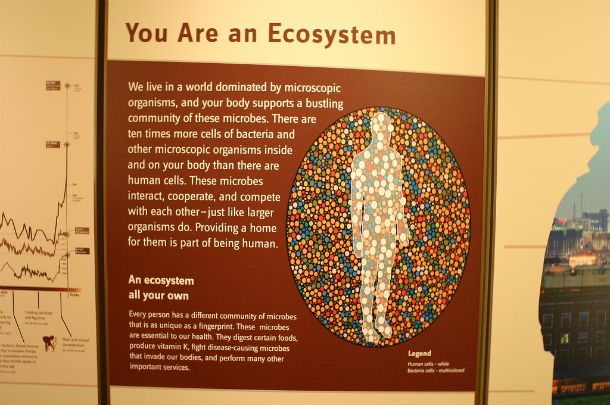 you are an ecosystem