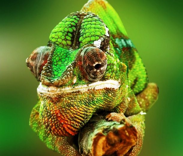 chameleon
