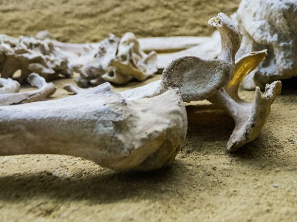 Bone-Skull-Skeleton-Bury-Museum-Dead-Death-Femur-390166