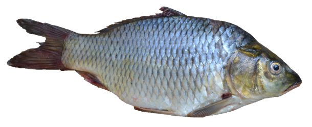 Fish_-_Puntius_sarana_from_Kerala_(India)