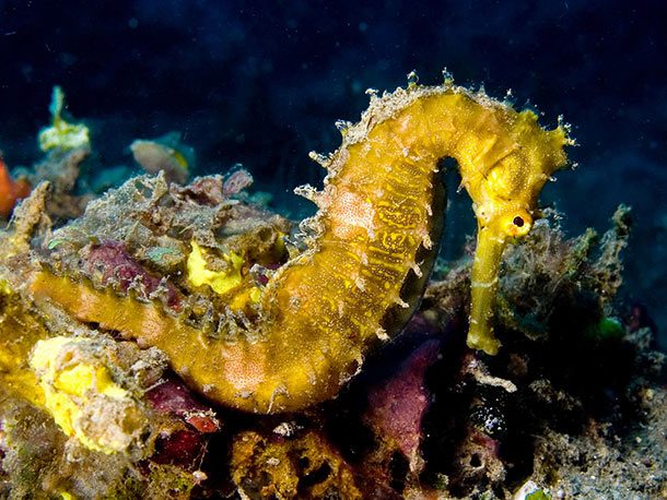 Hippocampus_hystrix_(Spiny_seahorse)_yellow