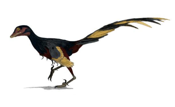 Jinfengopteryx_wiki