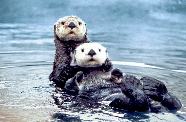 Sea_otter_pair2