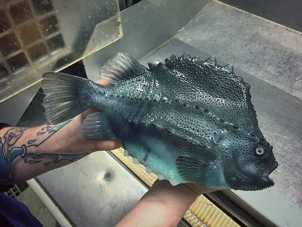 Spikey Blue Fish