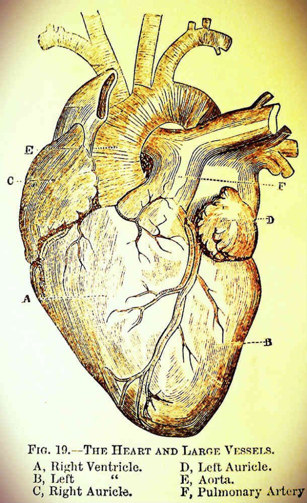 human heart drawing
