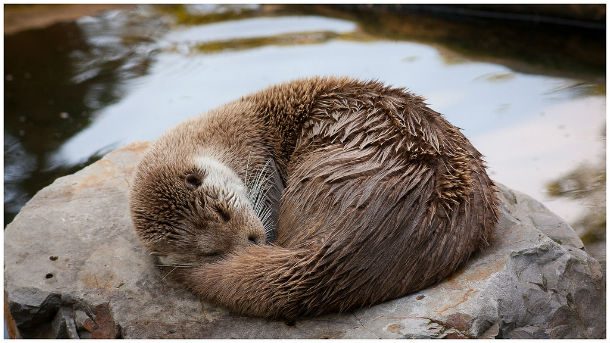 sleeping otter